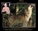 Angelina Jolie Wolf by Kunopes